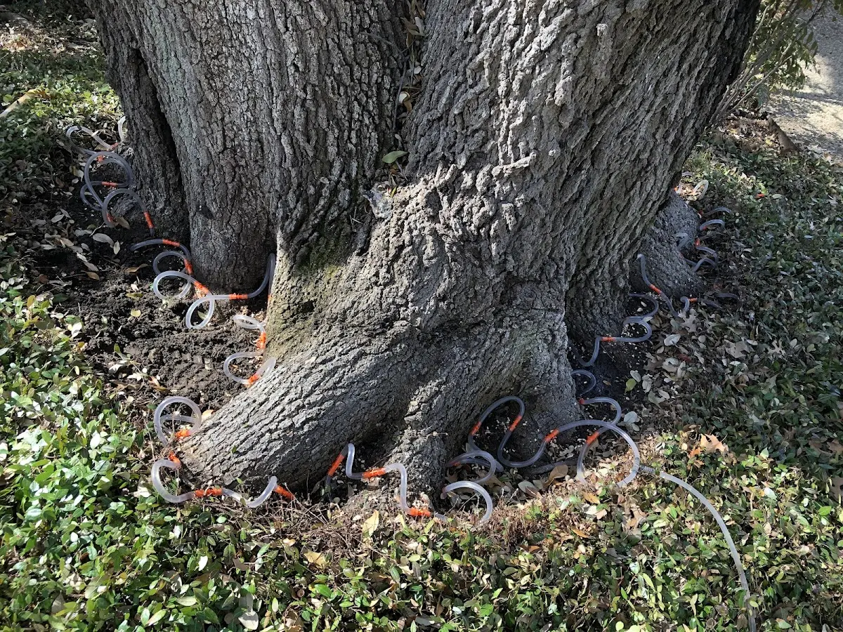 Detailed Tree Cabling and Bracing job site in Salem